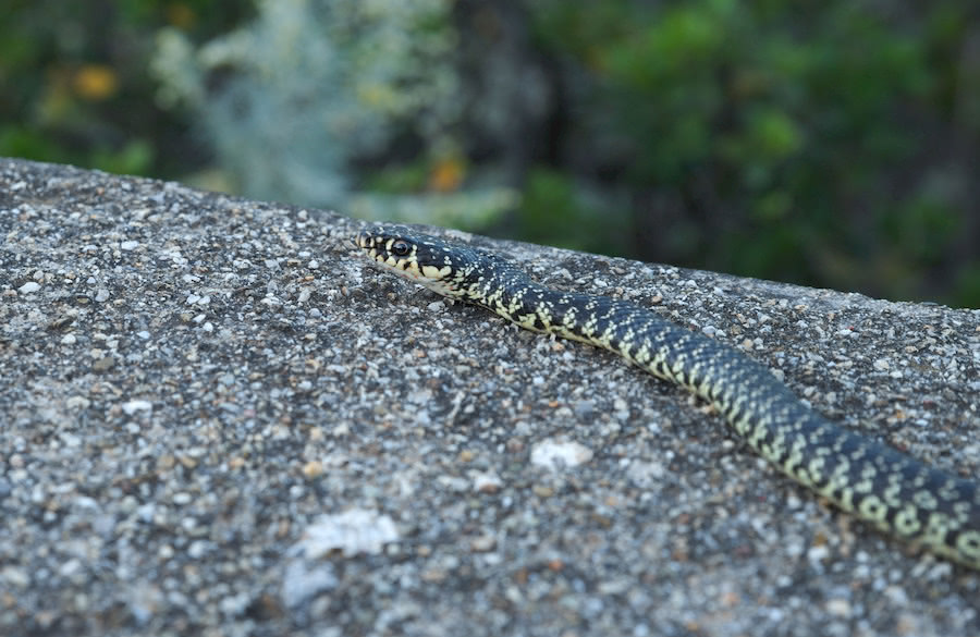 Trekking in the Giglio Island Park: a snake