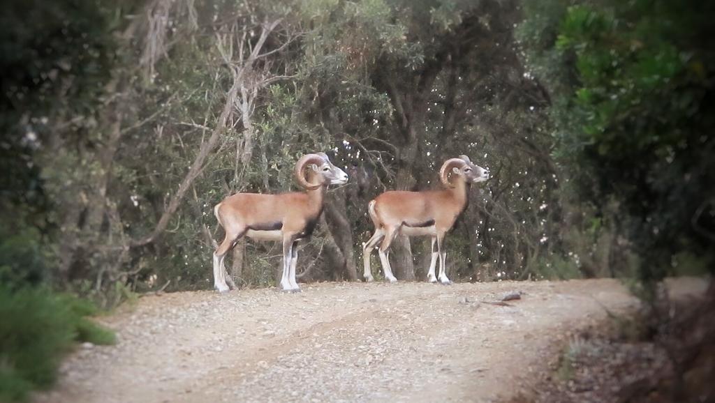 Image of a mouflon from the Island of Giglio