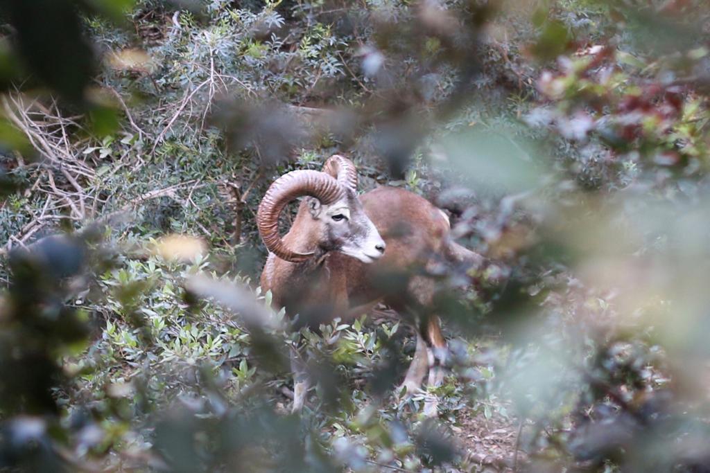 Image of a mouflon from the Island of Giglio