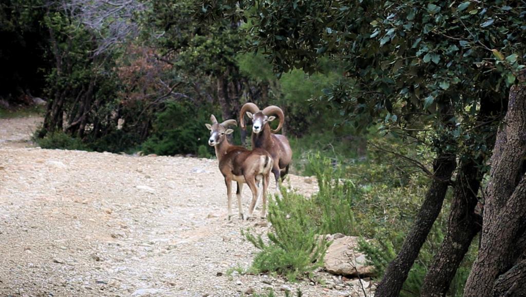 Image of a mouflon from the Island of Giglio